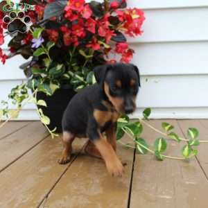 Sweetie, Miniature Pinscher Puppy