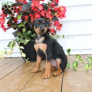 Sweetie, Miniature Pinscher Puppy