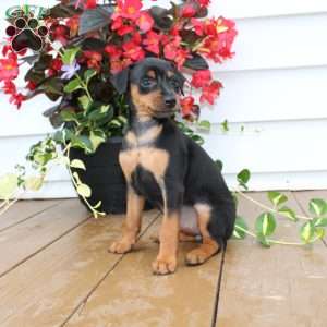 Sweetie, Miniature Pinscher Puppy