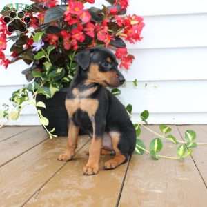 Sweetie, Miniature Pinscher Puppy