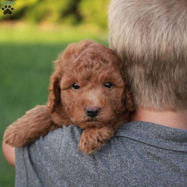 Bravo F1BB, Mini Goldendoodle Puppy