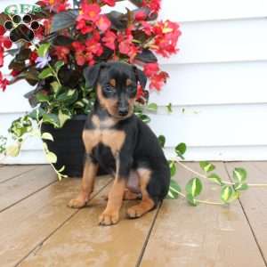 Sweetie, Miniature Pinscher Puppy