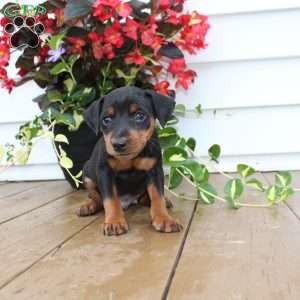 Spike, Miniature Pinscher Puppy