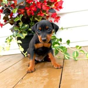 Spike, Miniature Pinscher Puppy