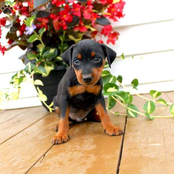 Spike, Miniature Pinscher Puppy