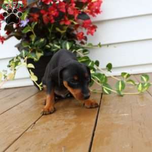 Spike, Miniature Pinscher Puppy