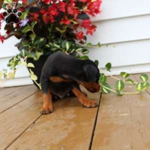 Spike, Miniature Pinscher Puppy