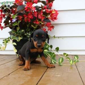 Spike, Miniature Pinscher Puppy