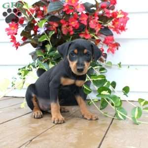 mini doberman price