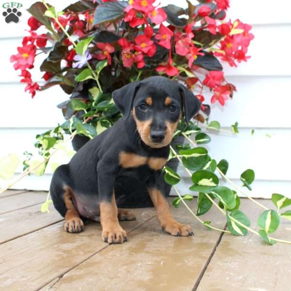 Scooter, Miniature Pinscher Puppy