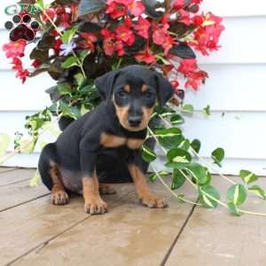 Scooter, Miniature Pinscher Puppy