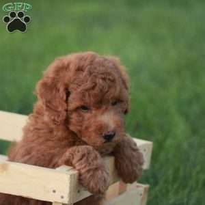 Bravo F1BB, Mini Goldendoodle Puppy