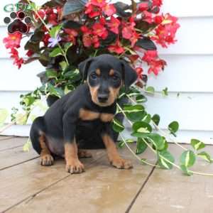 Scooter, Miniature Pinscher Puppy