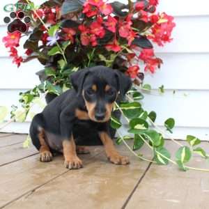 Scooter, Miniature Pinscher Puppy