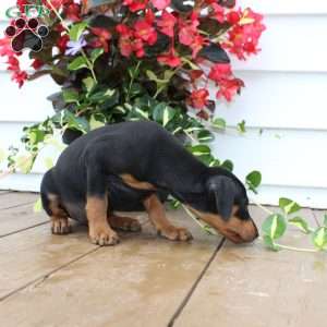 Scooter, Miniature Pinscher Puppy