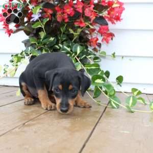 Scooter, Miniature Pinscher Puppy
