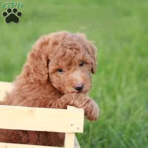 Bravo F1BB, Mini Goldendoodle Puppy