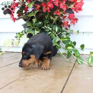 Scooter, Miniature Pinscher Puppy