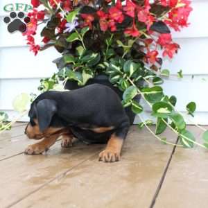 Scooter, Miniature Pinscher Puppy