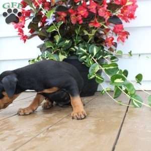 Scooter, Miniature Pinscher Puppy