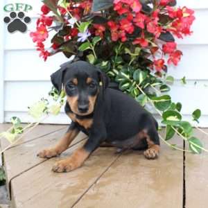 Scooter, Miniature Pinscher Puppy