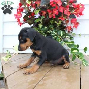 Scooter, Miniature Pinscher Puppy