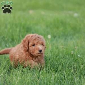 Bravo F1BB, Mini Goldendoodle Puppy
