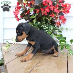Scooter, Miniature Pinscher Puppy