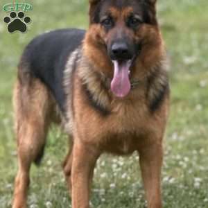 Dolche, German Shepherd Puppy