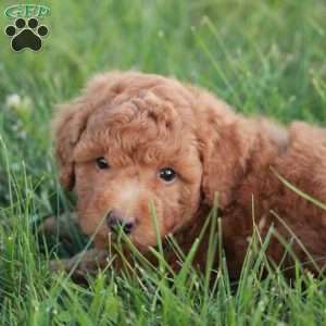 Bravo F1BB, Mini Goldendoodle Puppy
