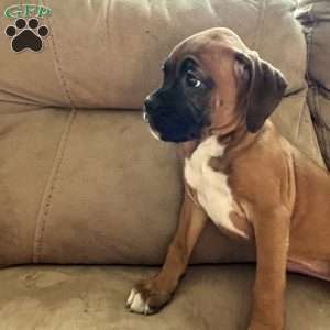 Diamond, Boxer Puppy