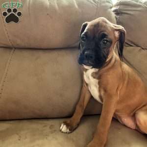 Diamond, Boxer Puppy