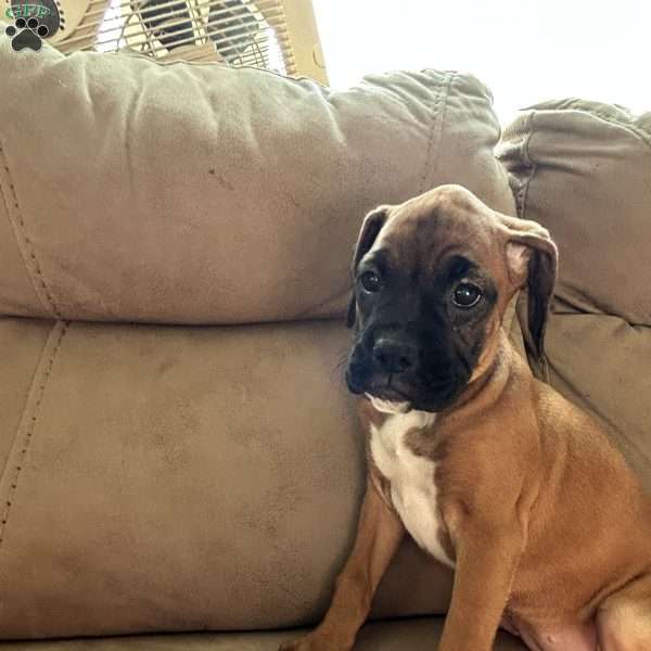 Diamond, Boxer Puppy
