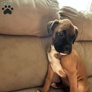 Diamond, Boxer Puppy