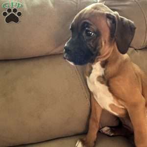 Diamond, Boxer Puppy