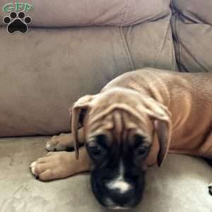 Luna, Boxer Puppy