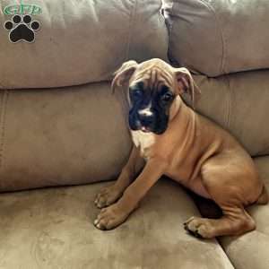 Luna, Boxer Puppy