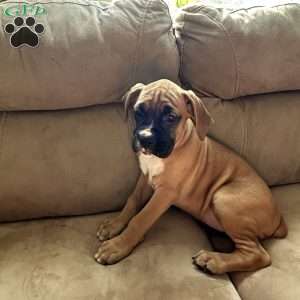 Luna, Boxer Puppy