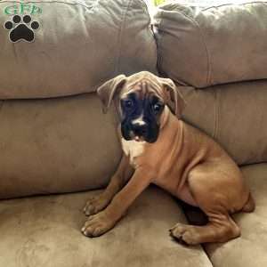 Luna, Boxer Puppy