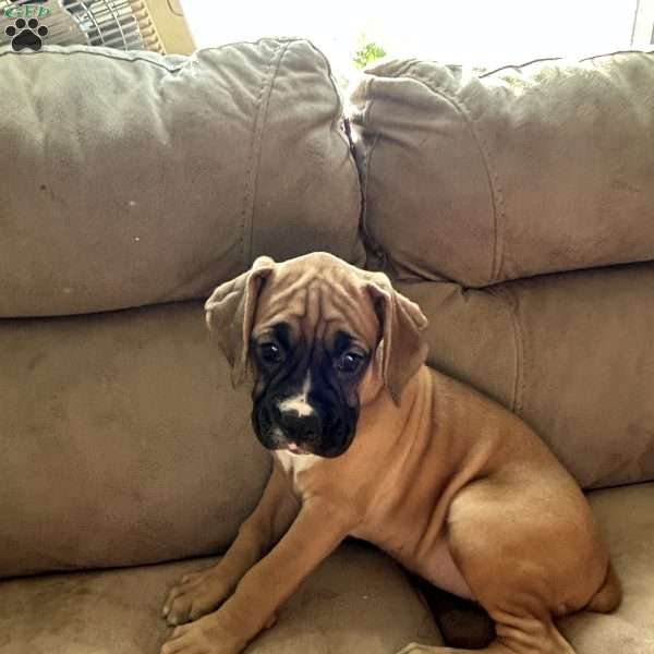 Luna, Boxer Puppy