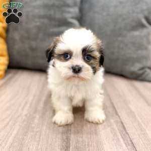 Leo, Shih Tzu Puppy