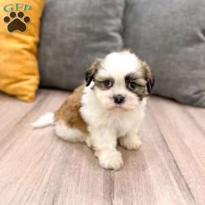 Leo, Shih Tzu Puppy