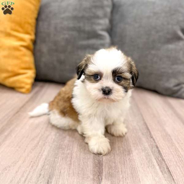 Leo, Shih Tzu Puppy
