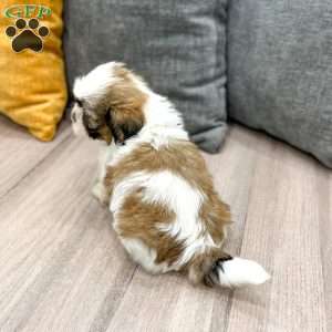 Leo, Shih Tzu Puppy