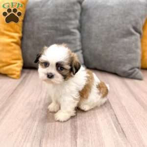 Leo, Shih Tzu Puppy