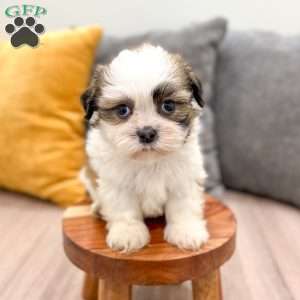 Leo, Shih Tzu Puppy
