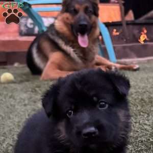 Felix, German Shepherd Puppy