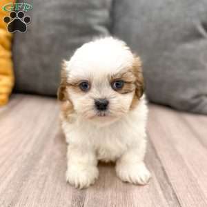 Alfie, Shih Tzu Puppy