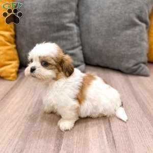 Alfie, Shih Tzu Puppy