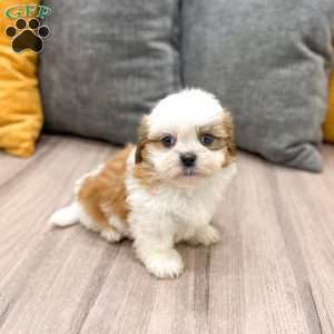 Alfie, Shih Tzu Puppy